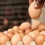 Pemerintah Bakal Bangun Pabrik Pengolahan Tepung, Telur, dan Daging Tahun Depan