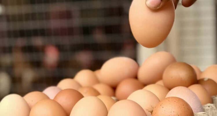 Pemerintah Bakal Bangun Pabrik Pengolahan Tepung, Telur, dan Daging Tahun Depan
