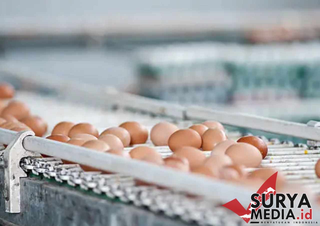 Pemerintah Sebut Pembangunan Parbik Tepung dan Telur Butuh Waktu 1 Tahun