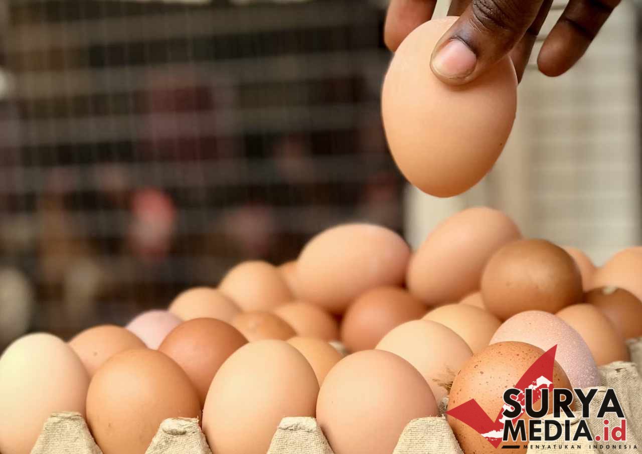 Pemerintah Bakal Bangun Pabrik Pengolahan Tepung, Telur, dan Daging Tahun Depan