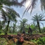 Heboh Wacana Pemerintah Manfaatkan Hutan Rusak Jadi Lahan Sawit untuk Biofuel