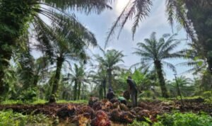 Heboh Wacana Pemerintah Manfaatkan Hutan Rusak Jadi Lahan Sawit untuk Biofuel