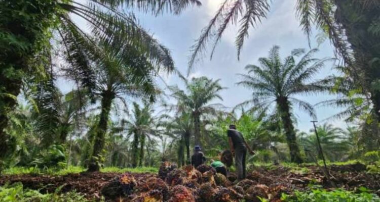 Heboh Wacana Pemerintah Manfaatkan Hutan Rusak Jadi Lahan Sawit untuk Biofuel