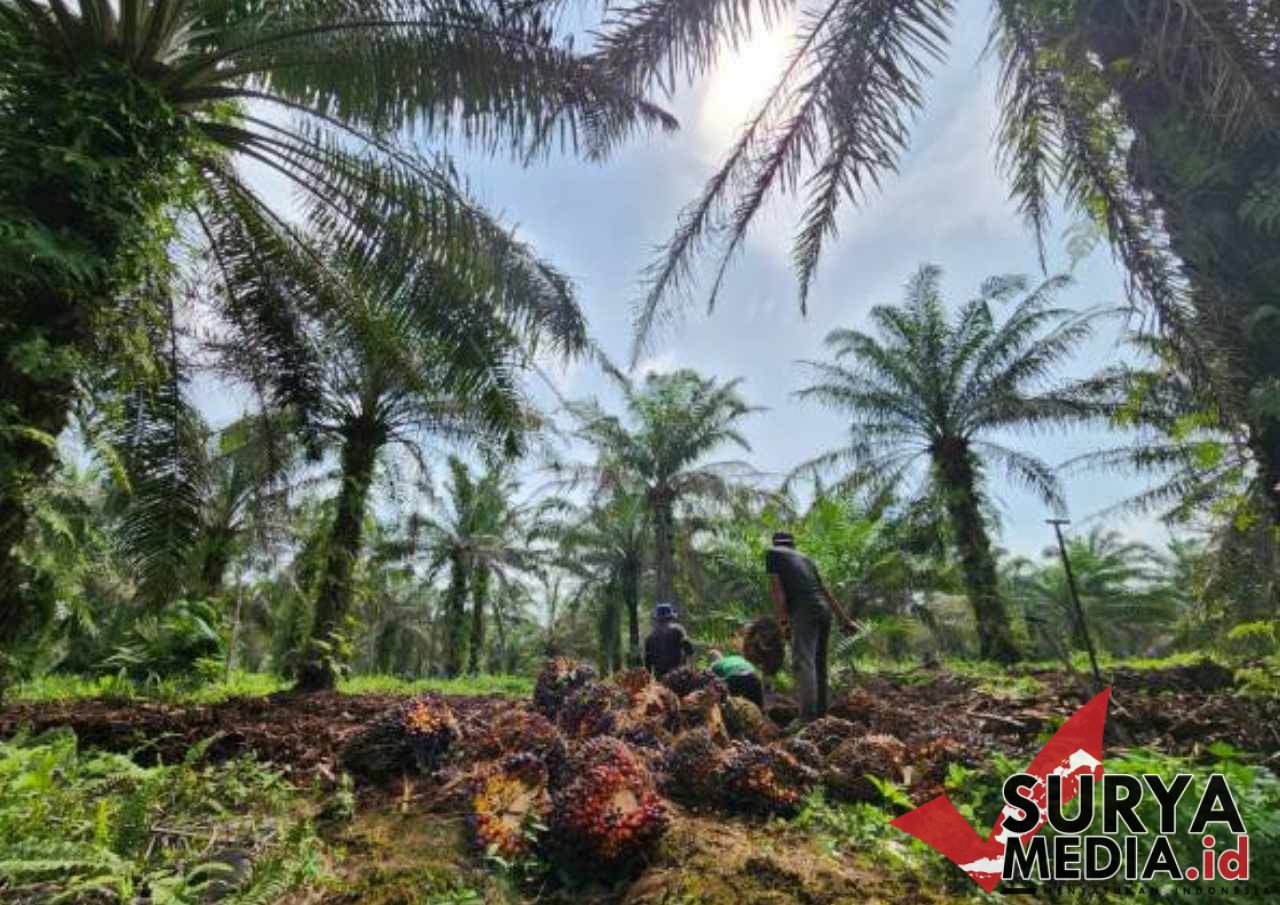 Heboh Wacana Pemerintah Manfaatkan Hutan Rusak Jadi Lahan Sawit untuk Biofuel